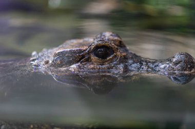 close-up shot of crocodile in zoo