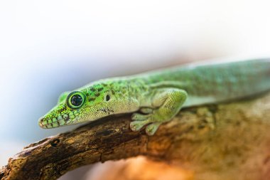 close-up shot of green lizard on tree branch