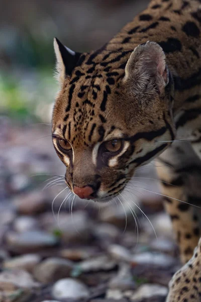 Close Shot Beautiful Wild Cat Forest — Foto Stock