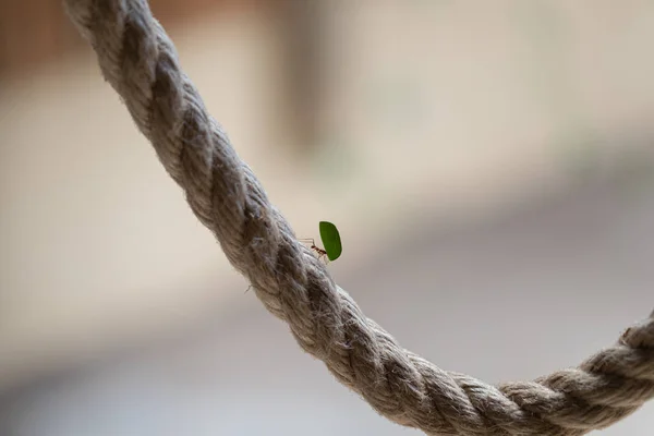 Close Shot Ants Carrying Leaf Rope — Stok fotoğraf