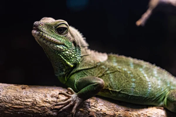 Chiński Smok Wodny Physignathus Cocinus Gałęzi Drzewa — Zdjęcie stockowe