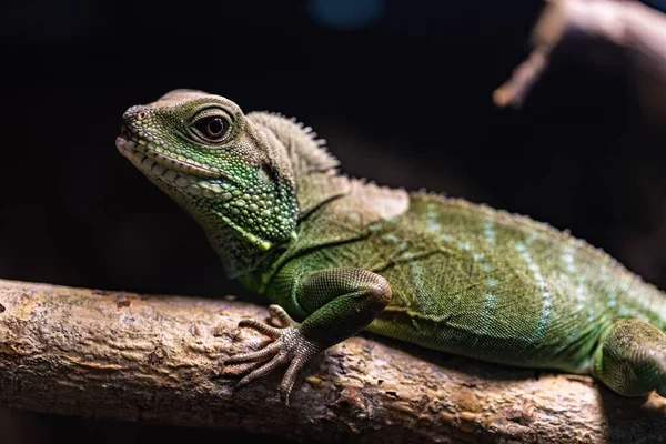 Chiński Smok Wodny Physignathus Cocinus Gałęzi Drzewa — Zdjęcie stockowe