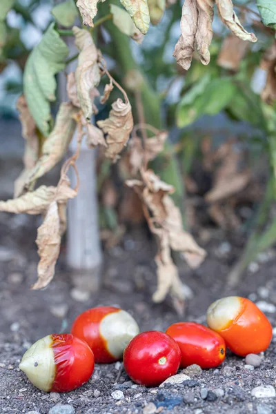 Apical Bloesem End Rot Tomaten — Stockfoto