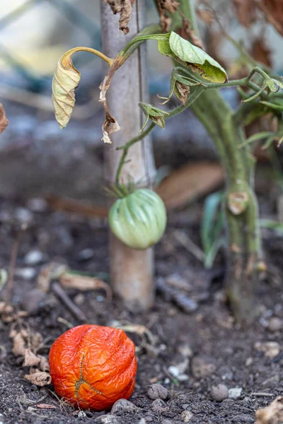 Apical Bloesem End Rot Tomaten — Stockfoto