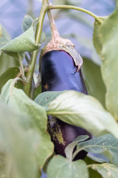 Eggplant Suffering Thirst — Stock Photo, Image