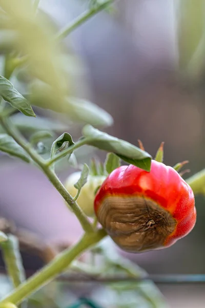 Apical Bloesem End Rot Tomaten — Stockfoto