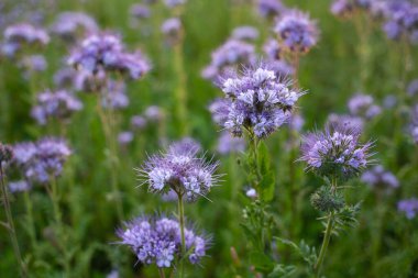 Tarlada filizlenen Phacelia tanacetifolia çiçeği. Lacy phacelia, mor tansy çiftçilik geçmişi