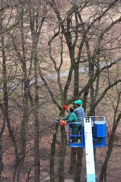 Tagliare gli alberi — Foto Stock