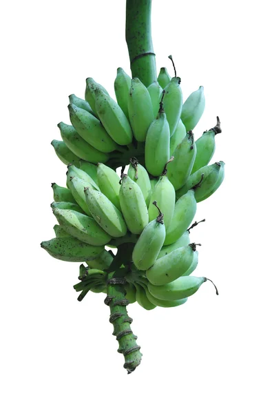 Μπανάνα σε λευκό φόντο — Φωτογραφία Αρχείου