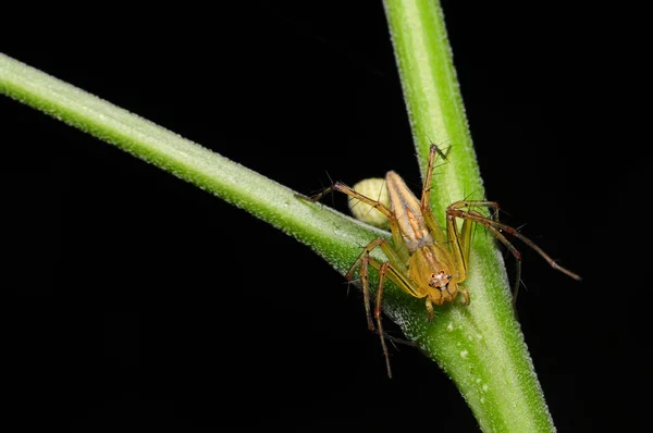 Skákání pavouk — Stock fotografie