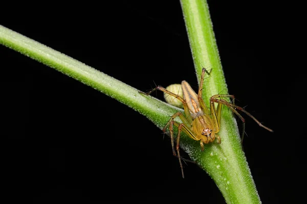 Araña saltarina —  Fotos de Stock