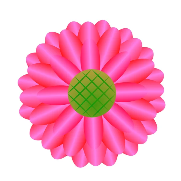 Vacker rosa gerbera daisy — Stockfoto