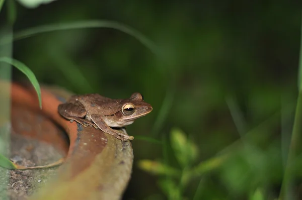 Una rana húmeda en su hábitat natural —  Fotos de Stock
