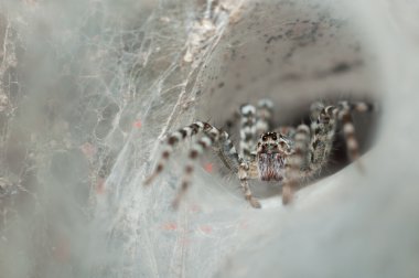 Huni web spider dışarı onun huni web üzerinde