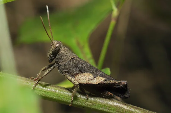 Verdadero macro de un saltamontes —  Fotos de Stock