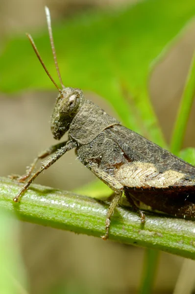 Verdadero macro de un saltamontes —  Fotos de Stock