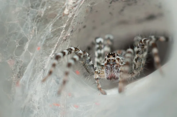 Huni web spider dışarı onun huni web üzerinde — Stok fotoğraf
