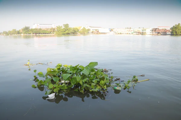 Water hyacinth in the river — Stock Photo, Image