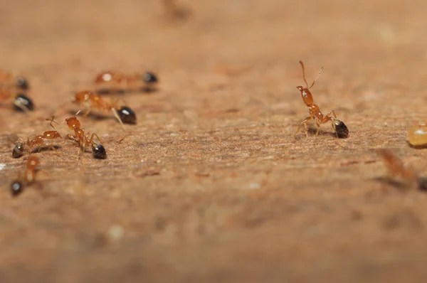 Ant (Lasius niger) resquing larva — Stock Photo, Image