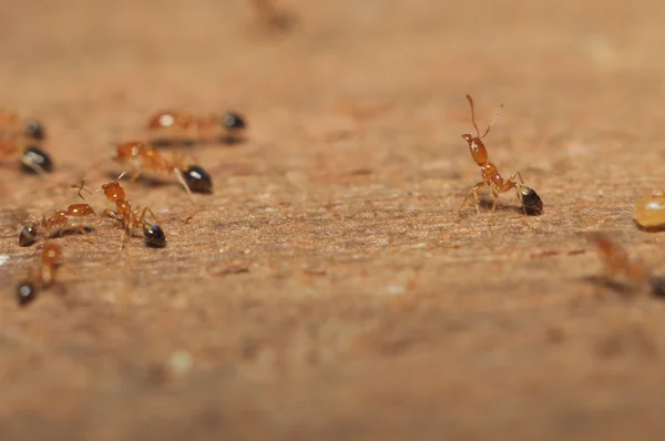 Hormiga (Lasius niger) resquing larva —  Fotos de Stock