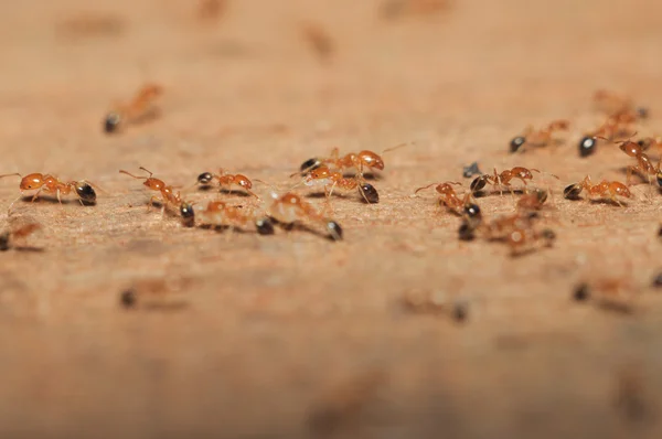 Ant (Lasius niger) som resquing larva – stockfoto
