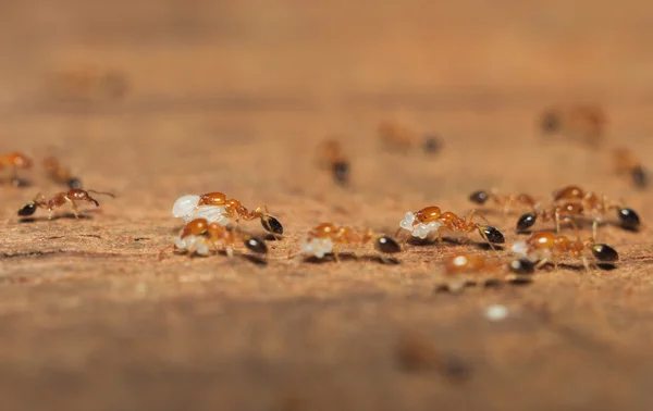 Ant (Lasius niger) som resquing larva – stockfoto