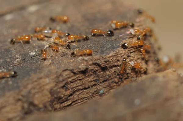Ant (Lasius niger) som resquing larva – stockfoto