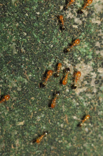 Ant (Lasius niger) resquing larva — Stockfoto