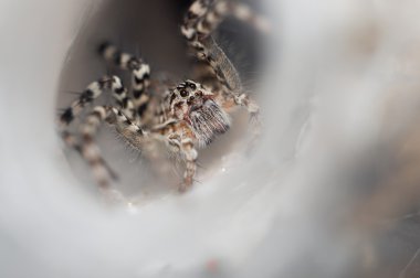 Huni web spider dışarı onun huni web üzerinde