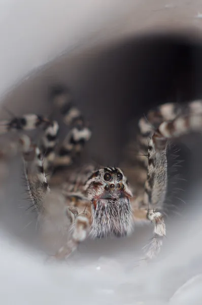 Huni web spider dışarı onun huni web üzerinde — Stok fotoğraf