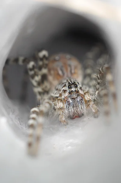 그의 퍼 널 웹에 밖으로 깔때기 웹 거미 — 스톡 사진