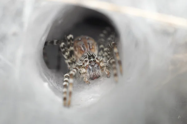 Spindelvev ute på traktnettet – stockfoto