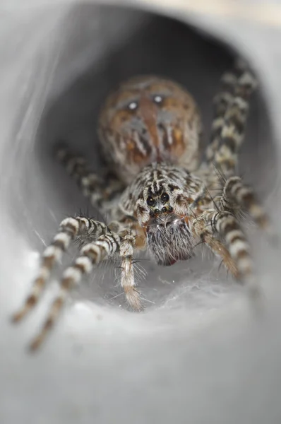 Spindelvev ute på traktnettet – stockfoto