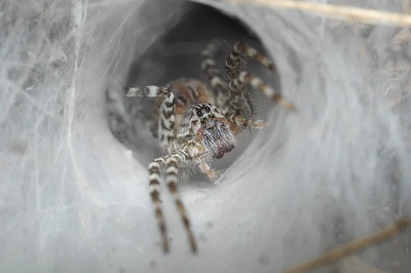 Embudo Web Spider en su red de embudo —  Fotos de Stock