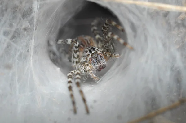 Huni web spider dışarı onun huni web üzerinde — Stok fotoğraf