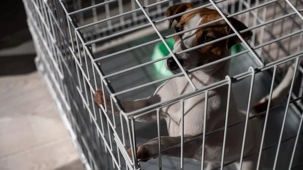 Грустный пес Джек Рассел Терьер сидит в клетке и ждет еды в пустой миске — стоковое фото