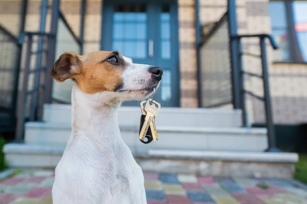 Ο σκύλος Τζακ Ράσελ Τεριέ κάθεται στην πόρτα κρατώντας τα κλειδιά του σπιτιού.. — Φωτογραφία Αρχείου