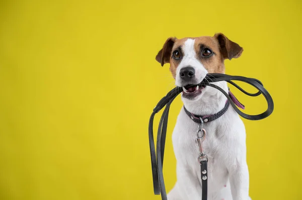 Köpek sarı arka planda bir tasma tutuyor. Jack Russell Terrier sahibini yürüyüşe çağırıyor.. — Stok fotoğraf