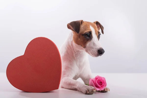 Jack Russell Terrier se sienta junto a una caja en forma de corazón y un ramo de rosas rosadas. Perro en una cita — Foto de Stock