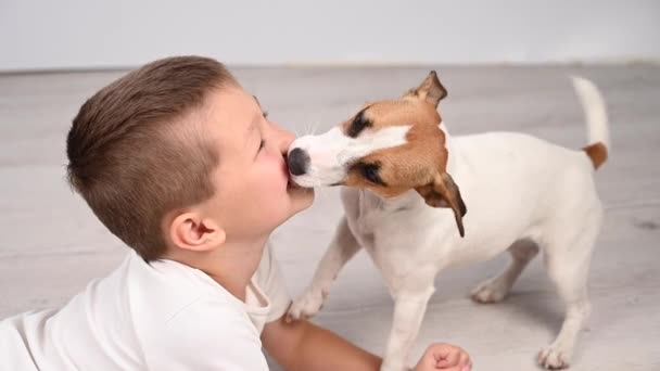 Jack Russell terrier pies liże chłopców twarz. — Wideo stockowe