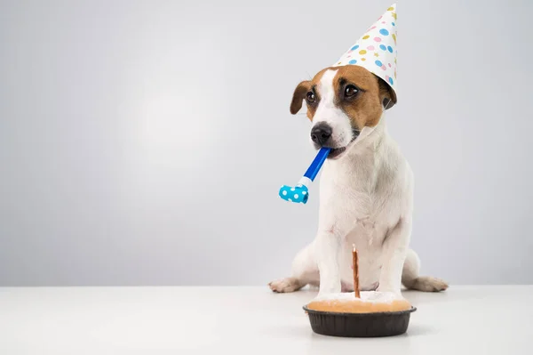 Divertido perro Jack Russell Terrier vestido con una gorra de cumpleaños sosteniendo un silbato sobre un fondo blanco. El cachorro se sienta a la mesa frente al Candle Pie — Foto de Stock