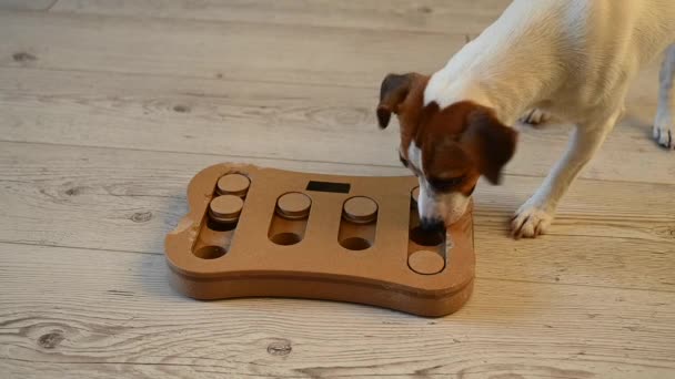 Jack Russell Terrier está buscando comida en un juguete educativo en forma de facturas. — Vídeos de Stock