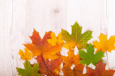 Ahşap arka planda çok renkli akçaağaç yaprakları. Boşluğu kopyala