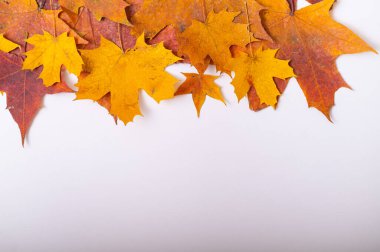 Düşen akçaağaç yaprakları beyaz bir arka planda ve boş bir alanda. Sonbahar düzlüğü