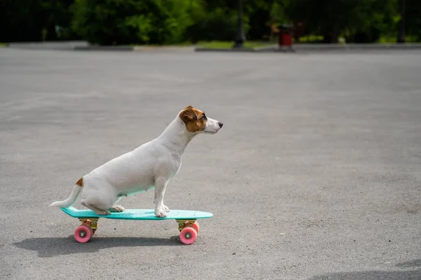 Jack Russell Terrier pies jeździ na tarasie — Zdjęcie stockowe