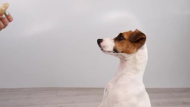 Sahibi köpeğe bir kemik verir. Jack Russell terrier çiğ balık yiyor..