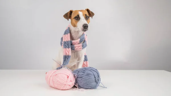 Собака Джек Рассел терьер вяжет вязаный шарф на белом фоне. — стоковое фото