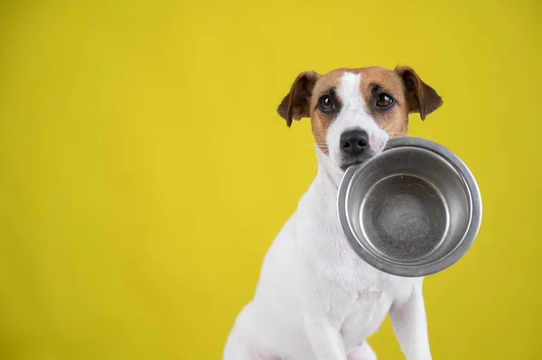 Hungry jack russell terrier segurando uma tigela vazia em um fundo amarelo. O cão pede comida. — Fotografia de Stock