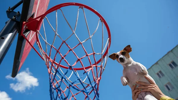 Vista inferior del perro Jack Russell Terrier anotando un gol en una canasta de baloncesto contra un fondo azul del cielo — Foto de Stock