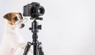Gözlüklü köpek Jack Russell Terrier beyaz arka planda bir tripodun üzerinde fotoğraf çekiyor.